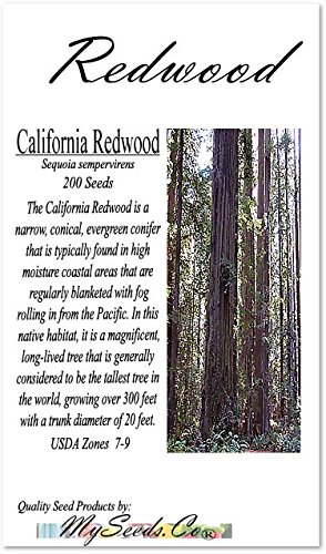 Cedar, Dogwood, Pine, Redwood, Spruce, Tree Seed By Myseeds.co, You Choose The Color N Quantity (1 Pack, California Redwood - Big Pack) #TOP2