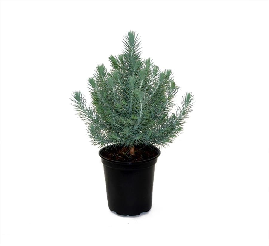 Pinus Pinea Árbol de Navidad Natural Perfecto para Decorar el Hogar en Invierno