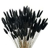 XHXSTORE 120pcs Black Dried Bunny Tails Flowers Mini Pampas Grass Natural Lagurus Ovatus Dried Flora