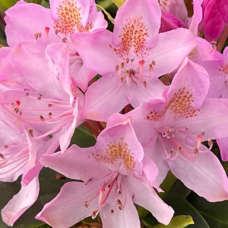 rhododendron pret Rhododendron Peetskee 3gal dark red – Cornell Farm main image 0