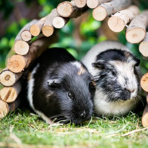 Excel Guinea Pig Food, Green, 3 kg (Pack of 1) - Image 3