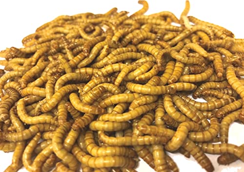 The Mealworm Company LIVEFOODS DIRECT 250g Live Regular Mealworms 23-30mm Live Mealworms For Garden Birds. NEXT DAY DELIVERY ORDER BEFORE 12 NOON.
