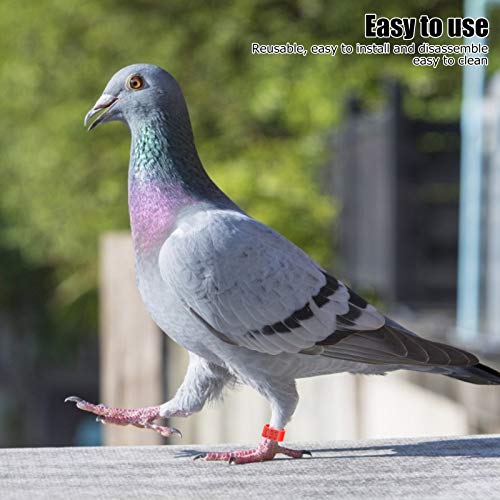 100Pcs Anell-o per zampa di uccello, 001-100