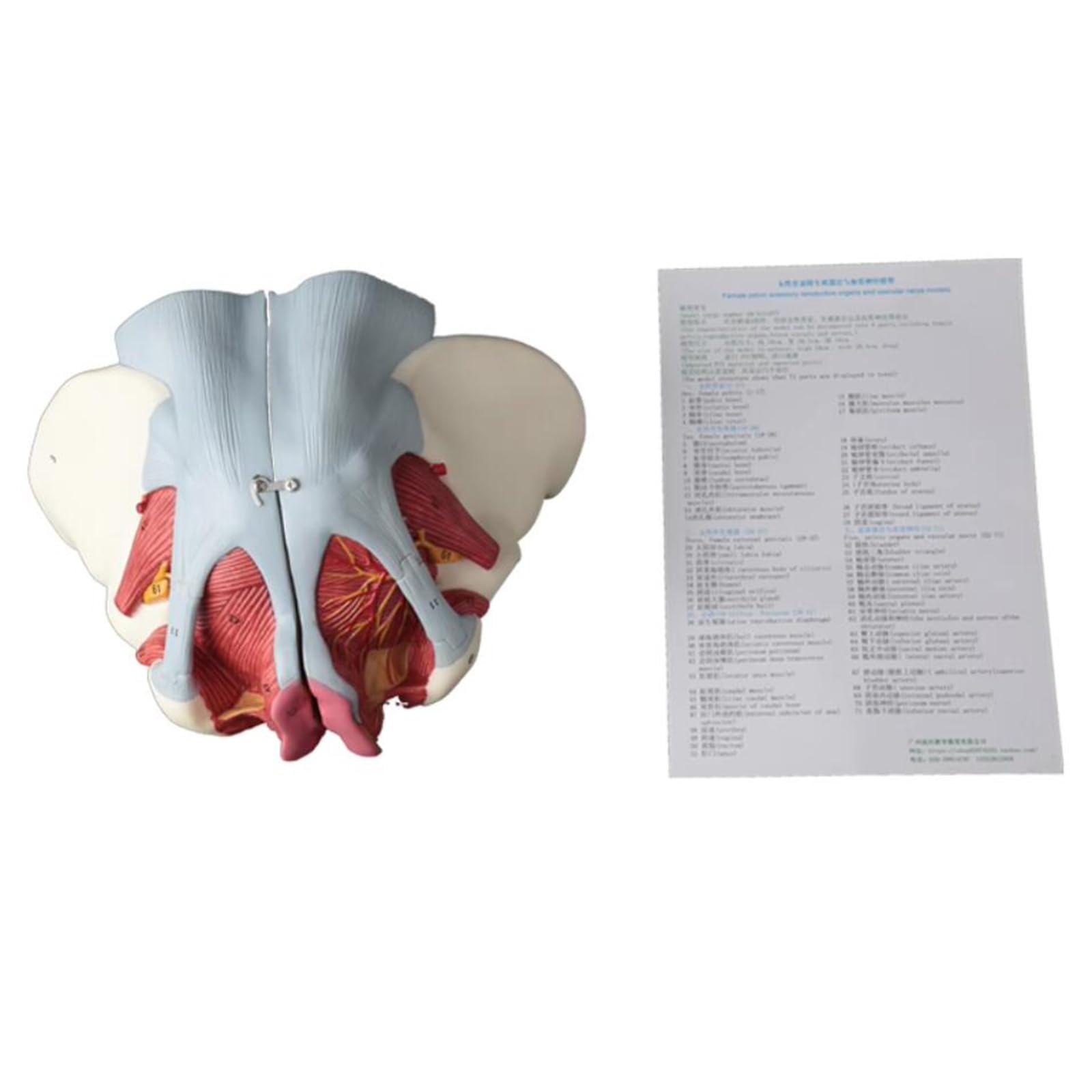Modello di Bacino Femminile con Nervo Vascolare - Modello Educativo di cavità Pelvica Femminile - per L'insegnamento E L'apprendimento Medico, Forniture di Laboratorio