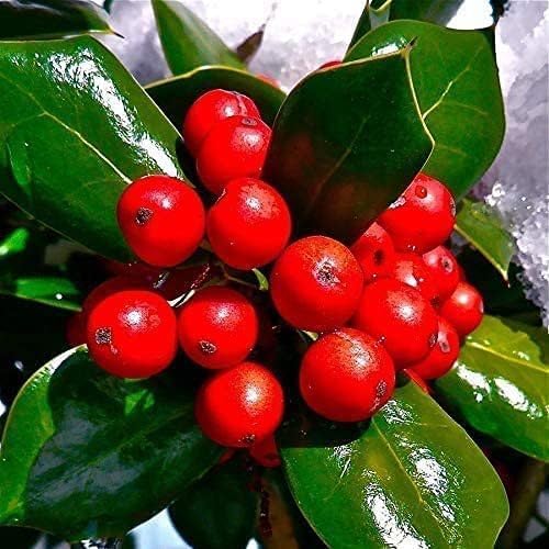 Miniatura 3 de Enano Burford Holly - 10 plantas vivas - Ilex Burfordi Evergreen Seto bayas rojas arbusto de árbol