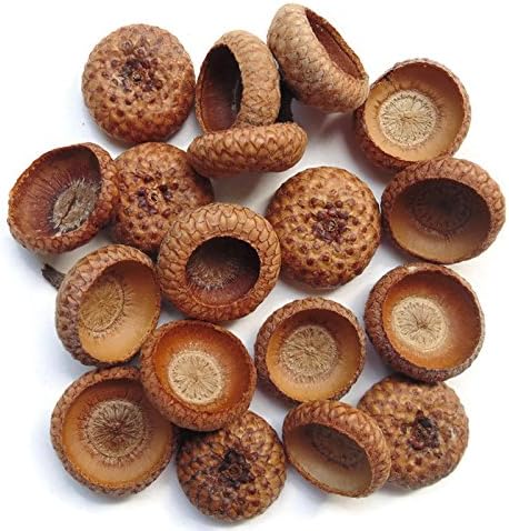 Natural Acorn Caps Pack of 200