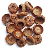 Tin Roof Treasure Natural Acorn Caps Pack of 200