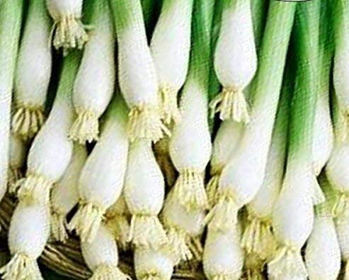 Evergreen Bunching Onion Seeds - 300 Seeds NON-GMO