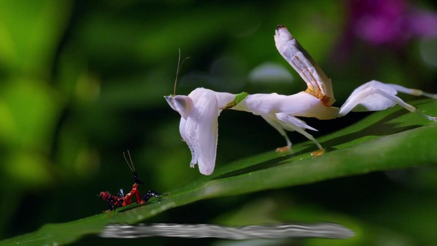 Orchid Mantis Eggs with a Free Observation Hatching Pack (1 Eggshell) – Equipped with a Transparent Window Pocket to Observe The Hatching Process, Each Ootheca can Produce up to 200 Baby mantises