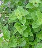 Earthcare Seeds Oregano Greek The Pizza Oregano! 500 Seeds (Origanum vulgare hirtum) Heirloom - Open Pollinated