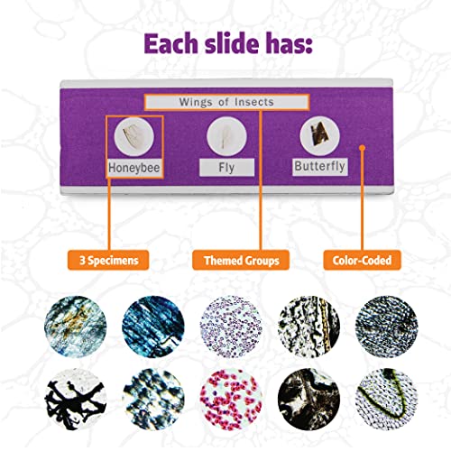 Prepared Microscope Slide Kit (72 Specimens) For Basic To Intermediate Biological Education -- Shatterproof Microscope Slides For Kids W/ 72 Unique Specimens Of Plants, Algae, Pollen & More #TOP2