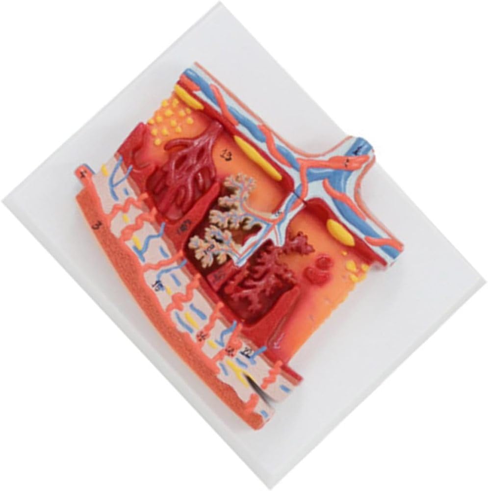 Fensterfolie Sichtschutzfolie, Anatomiemodell der menschlichen fetalen Membran, Studie zur Anatomie der menschlichen Plazenta, Erkrankungen der Plazenta, Zotten, Nabelschnur, Nabelschnur, Blutgefäße