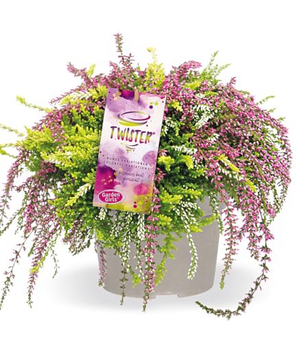 BALDUR Garten Calluna Knospenheide 'Rasta Twister®', 12 cm-Topf,1 Pflanze, drei leuchtende Farben in einem Topf, hängender Wuchs & üppiger Blütenflor, winterharte, immergrüne Staude