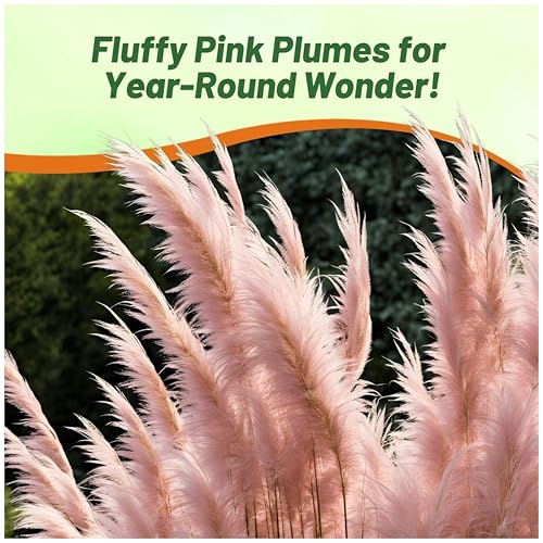 image for Outsidepride Pink Pampas Grass Seeds – 1,000 Pcs. Perennial, Drought