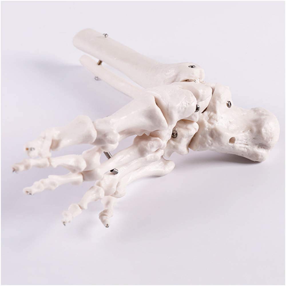 sjdoPulse Human Foot Bone Model - Foot Skeleton Model - Medical Anatomical Ankle Model Human Foot Bones Skeleton Model - for Study Teaching Display Medical Model (A)