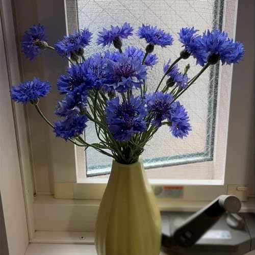 semillas de aciano, resistentes, exterior jardín perennes 450pcs