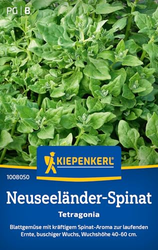 Kiepenkerl Neuseeländer-Spinatsamen Tetragonia 1008050 - Kräftiges Aroma - Buschiger Wuchs - Wuchshöhe 40-60 cm - Salatpflanzen, Saatgut, Samen Anzucht Kiepenkerl Neuseeländer-Spinatsamen Tetragonia 1008050 - Kräftiges Aroma - Buschiger Wuchs - Wuchshöhe 40-60 cm - Salatpflanzen, Saatgut, Samen Anzucht