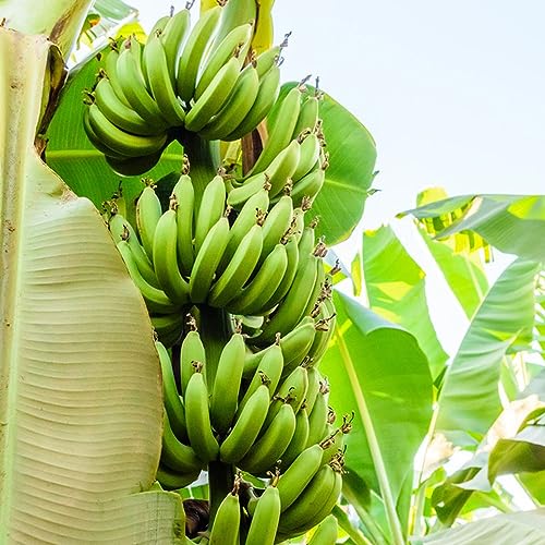 semi resistenti di banana - perenni esotici fresca 50pcs