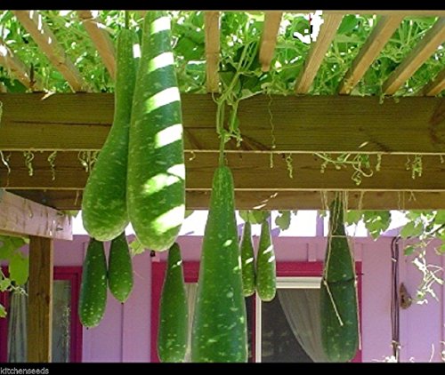 Asian Vegetable Seeds Mottled Bottle Gourd,Calabash,Lagenaria siceraria,Melon, bầu sao(15 Seeds) by Kitchenseeds