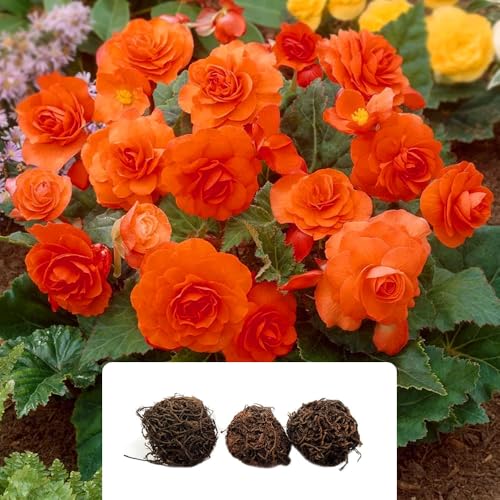 3 Double Orange Begonia Bulbs – Vibrant Summer-Flowering Perennials – Cultivated for UK Climate Conditions – Exotic Orange Flowers to Enhance Your Garden