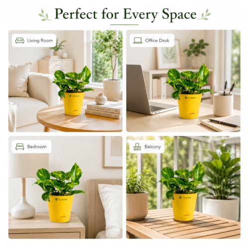 Image of Money Plant Indoor Live Plant with Pot | Low Maintenance Live Plants Indoor | Air Purifying Real Plant for Home, Office & Bathroom | Home Decor Plant | Self Watering Indoor Plant
