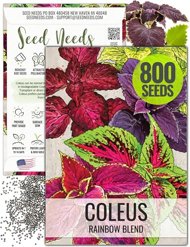 Seed Needs Coleus Rainbow Mix Seeds