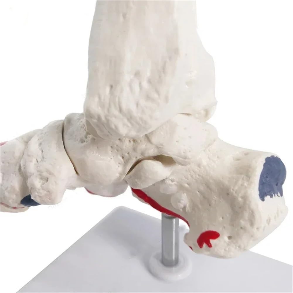 Modelo de esqueleto de anatomía del pie, modelo de huesos y articulaciones del pie de tamaño natural, modelo de pie y tobillo humano con hueso de vástago 1 pieza