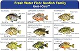 Sunfish Family Ident-I-Card - Freshwater Fish Identification Card