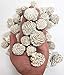 MINERALUNIVERSE 1/2 LB Desert Rose Selenite Crystal Stone - Natural Crystal Healing Stones - Gypsum Love Stone Sand Rose
