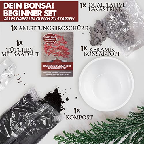 NADIR Bonsai Set Anzuchtset Bonsai Starter Kit Bonsai Tree Baum zum Verschenken Geburtstagsgeschenk-Bonsai Porzellan Schale aus Deutschland Samen + Keramik + Lavasteine + Erde + Broschüre (Sweet Gum) - Image 4