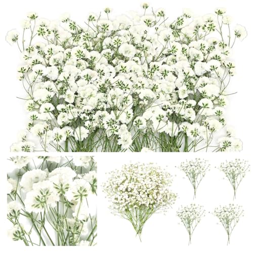 CAwished 60Pcs Fleurs de Gypsophile Blanches Naturelles Mini Souffles de Bébé Séchés et Pressés pour Résine Art, DIY Cartes de Mariage, Décoration de Fête à Domicile