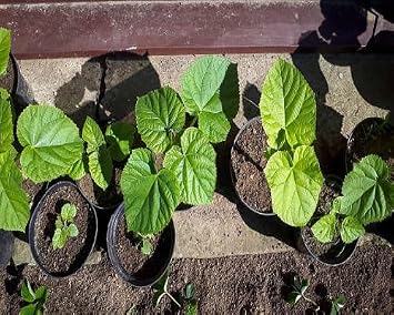 90pcs Paulownia Tree Seeds