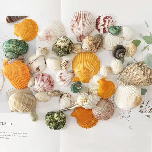 DINGFENG 70 Muscheln zum Basteln, Groß Gemischte Strandmuscheln, 3–9cm Natürliche Bunte Muscheln Deko zum Basteln 8-10 Stile, für DIY, Maritime Stranddeko, Hochzeit, Kerze Herstellung, Aquarium & So