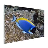  Stampa su Vetro - Pesce Medico dal Seno Bianco alle Rocce allumino 180x120 cm - Quadri su Vetro 5mm - Decorazioni Murale