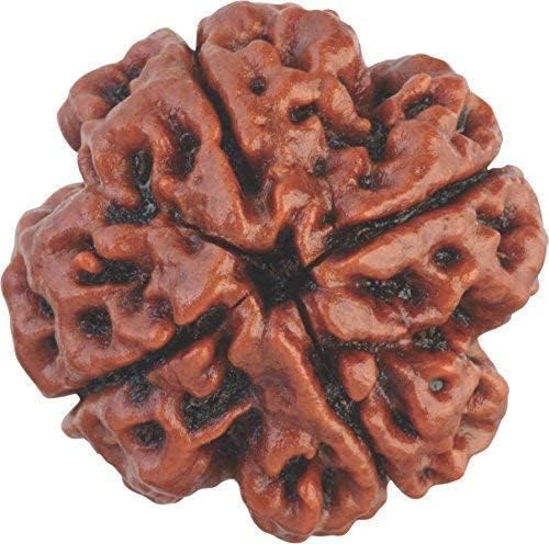 REBUY4 Mukhi Rudraksha Four Faced Nepali Rudraksh Bead Natural Quality Rudraksha Bead Original Certified Rudraksha Bead for Men and Women Color Brown Origin Nepal by REBUY