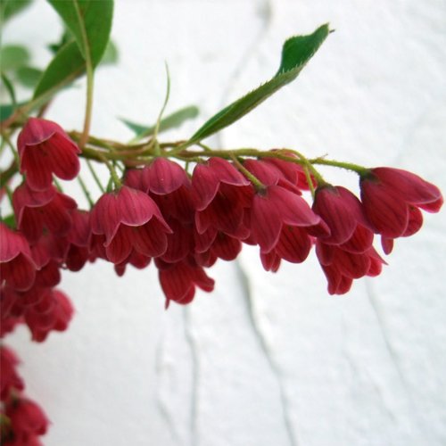 ドウダンツツジ：紅更紗（ベニサラサ）ドウダン4.5～5号ポット[春の赤花・秋の紅葉 庭木に最適][花木の苗木] - ノーブランド品 - 商品画像