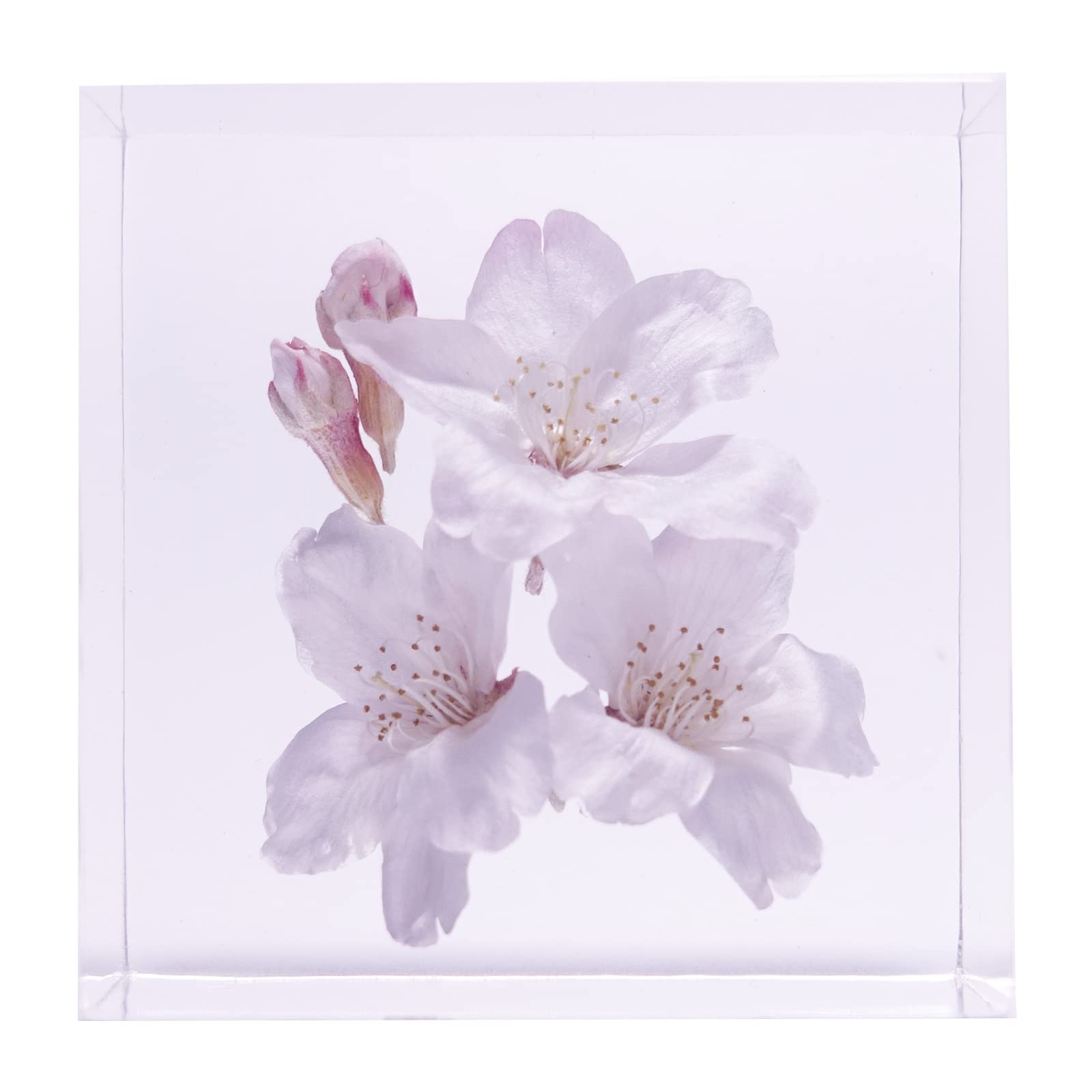 Amazon｜クリスタルハーバレジン 桜 透明樹脂 固まるハーバリウム 本物