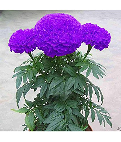 See full amazon price history chart for Creative Farmer Farm Purple Blue Marigold 35 Seeds, E x otic Flower Seeds, Imported Seeds- Eco Garden Pack Creative Farmer Farm Purple Blue Marigold 35 Seeds, E x otic Flower Seeds, Imported Seeds- Eco Garden Pack (B07W2ZXD3S) Amazon Price History, Amazon Price Tracker