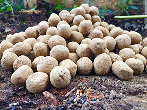 Image of Human Birds International - Seed Balls, Just Throw & Grow, Tree Seed Bombs, Seed Balls Return Gift, Seed Balls of Trees (Fig Seed Balls, 50)