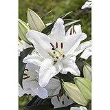 Pflanze im 13 cm Topf, 3 Zwiebeln in Topf vorgetrieben, knospig bis blühend je nach Jahreszeit, incl. Bildetikett, Qualitätspflanze aus eigener Kultur. Zierpflanze nicht zum Verzehr geeignet.