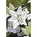 Produktbild Lilie 'Tiny Crystal', weiß, Lilium, Asiatische Lilie - 3 Zwiebel im Topf 13 cm vorgetrieben, in Gärtnerqualität von Blumen Eber - 13 cm