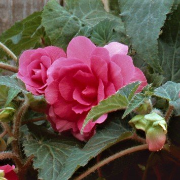 Pink Amerihybrid Tuberous Begonia Hanging Basket Pink Profusion | Beautiful Pink Flowers - 3 Large Begonia Tubers for Planting - 4” Trailing Blooms | Ships from Easy to Grow TM