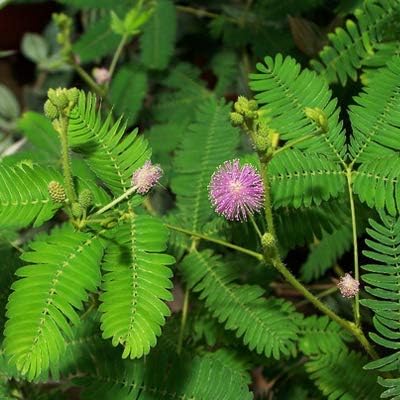 Famous Garden Live "Touch-me-not" "Chui-mui" Decorative Plant with Pot