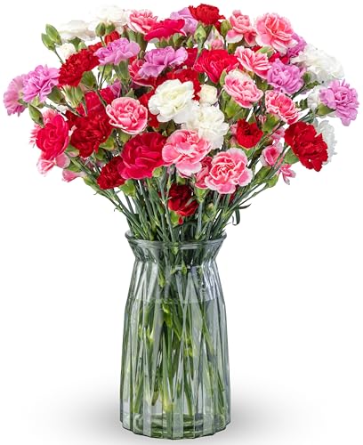 Benchmark Bouquets - 20 Stem Rainbow Mini Carnations (Glass Vase Included) - Fresh Flowers for Next...