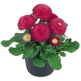 De crecimiento fácil y rápido con un mantenimiento básico, se combinan bien con las flores de colores y se ven muy bonitos por sí mismos.