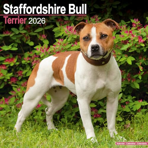 Staffordshire Bull Terrier 2026 Calendar | Square Wall Calendar | Dog Breed Gift | Plastic Free Packaging | by Avonside Publishing