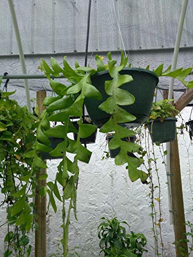Details About Epiphyllum CHRYSOCARDIUM - Fern Leaf Cactus - Fish Bone- 1 Plant - 4\" Pot - SUC