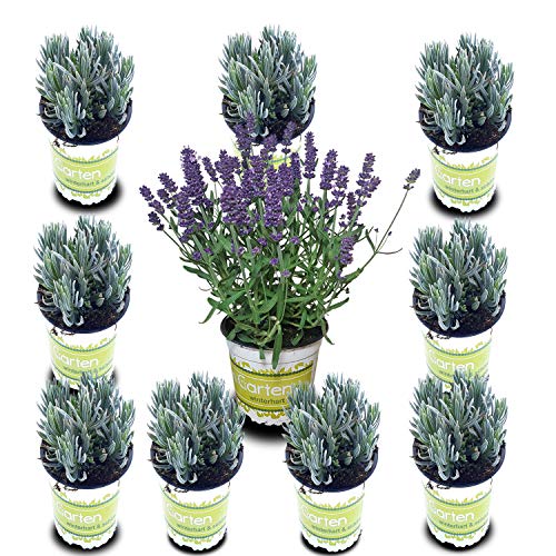 Pack de 10 Lavandas Plantas