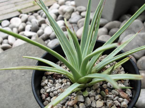Amazon.co.jp: アガベ ストリクタ Agave stricta 吹上 フキアゲ