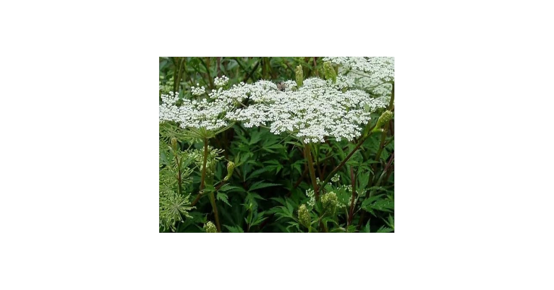 Amazon.co.jp: ヤマトトウキ（日本当帰、山当帰）の種 (50